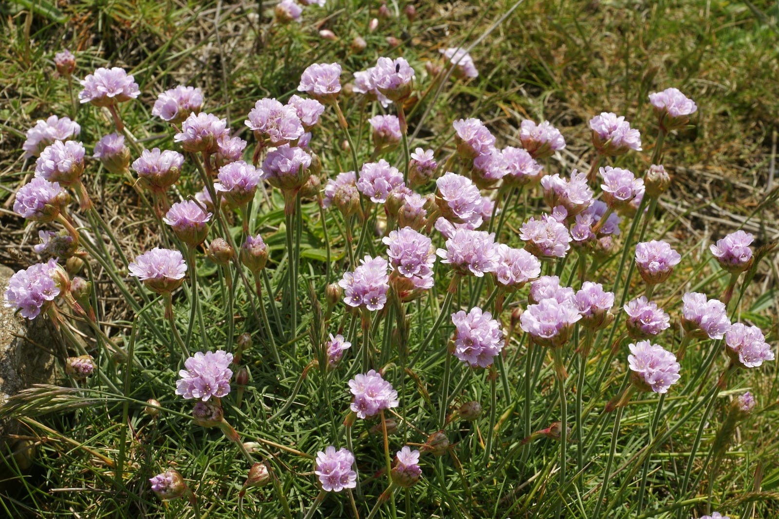 Clavelina de mar (Armeria maritima) - cabezuelas florales densas, globosas y de color rosa intenso sobre tallos erectos, finos y rígidos que se alzan por encima de un montículo perenne, compacto y de aspecto graminoide, fotografiada cerca de la costa en Boulogne-sur-Mer, Francia.