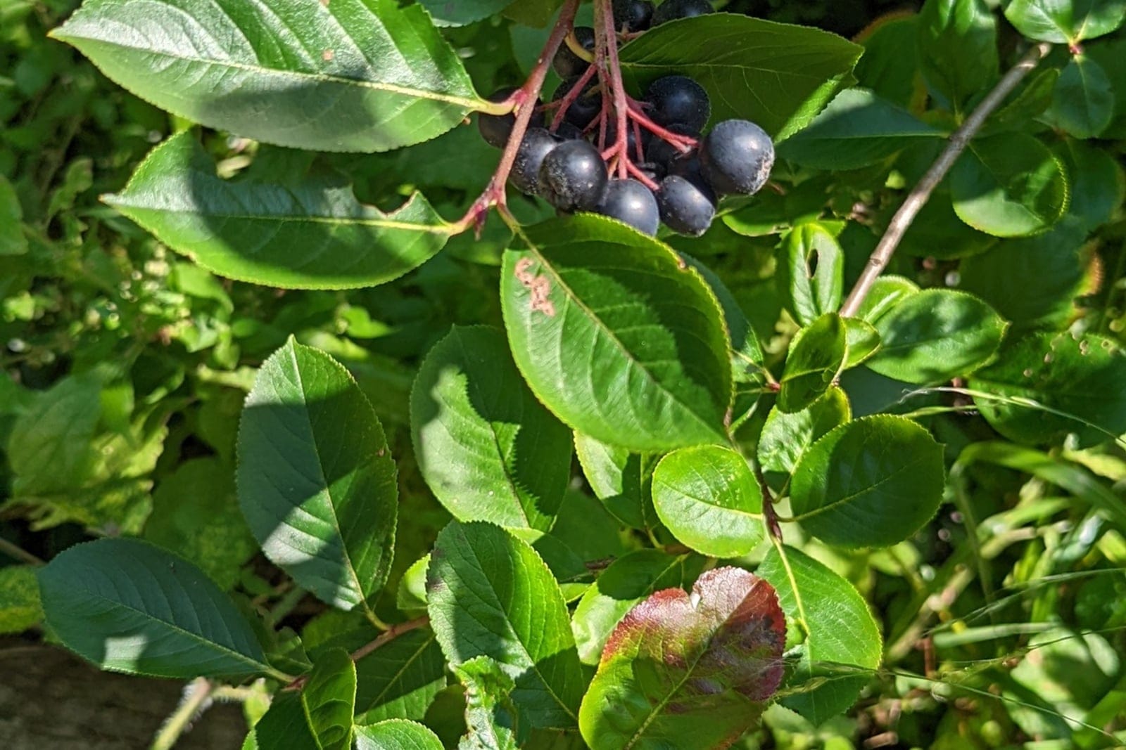 Black chokeberry (Aronia melanocarpa) showing clusters of shiny black berries against dark green foliage.