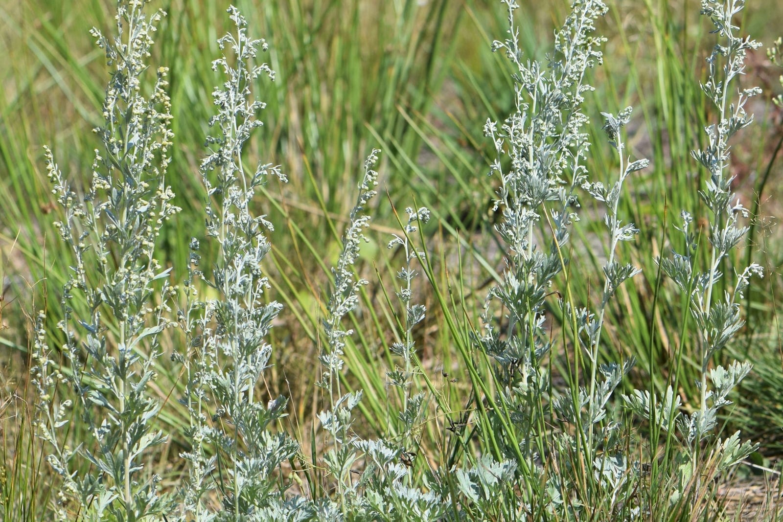 Absinthe (Artemisia absinthium) - feuillage soyeux gris argenté, finement divisé (profondément lobé), couvrant la touffe basale, plusieurs tiges florales dressées à base ligneuse s'élevant de la touffe en coussin, épis floraux grêles portant de petits capitules pâles groupés près des extrémités.