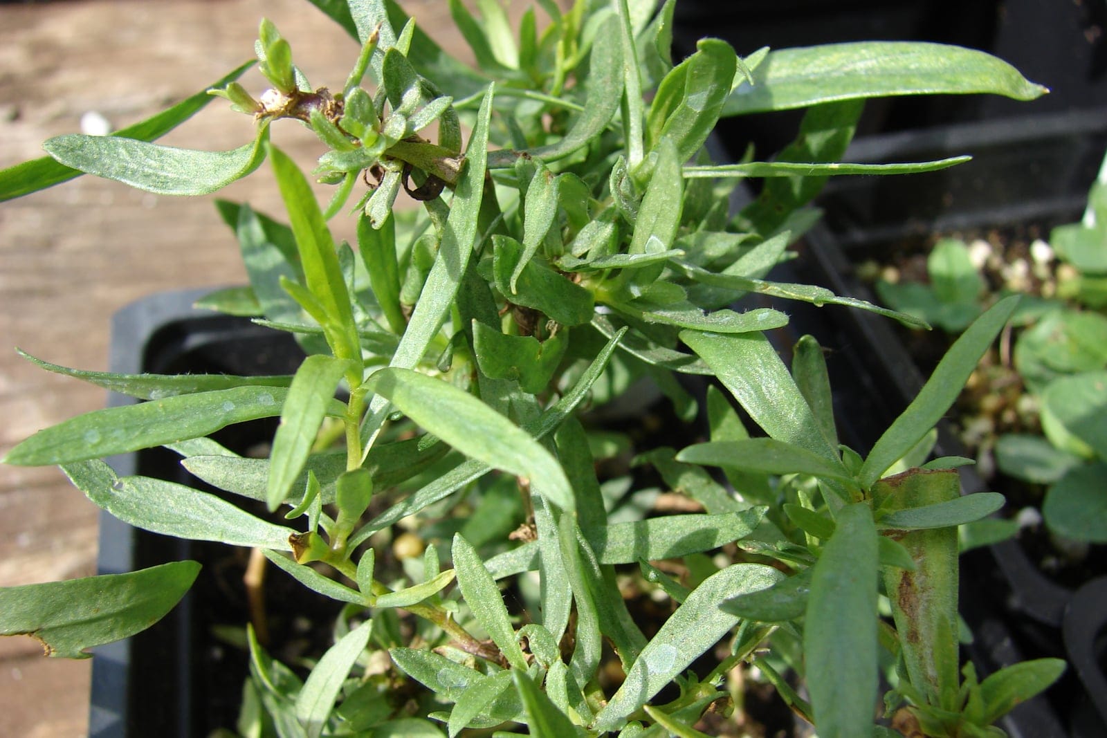 French tarragon (Artemisia dracunculus 'Sativa') - a bushy multi-stemmed plant showing its upright branching habit clothed in narrow, smooth, untoothed gray-green linear leaves.