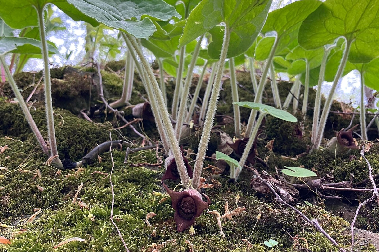 Wild ginger (Asarum canadense) - a clump rising from a mossy forest floor, paired heart-shaped leaves on fuzzy petioles arching over the maroon jug-shaped flowers nestled at ground level.