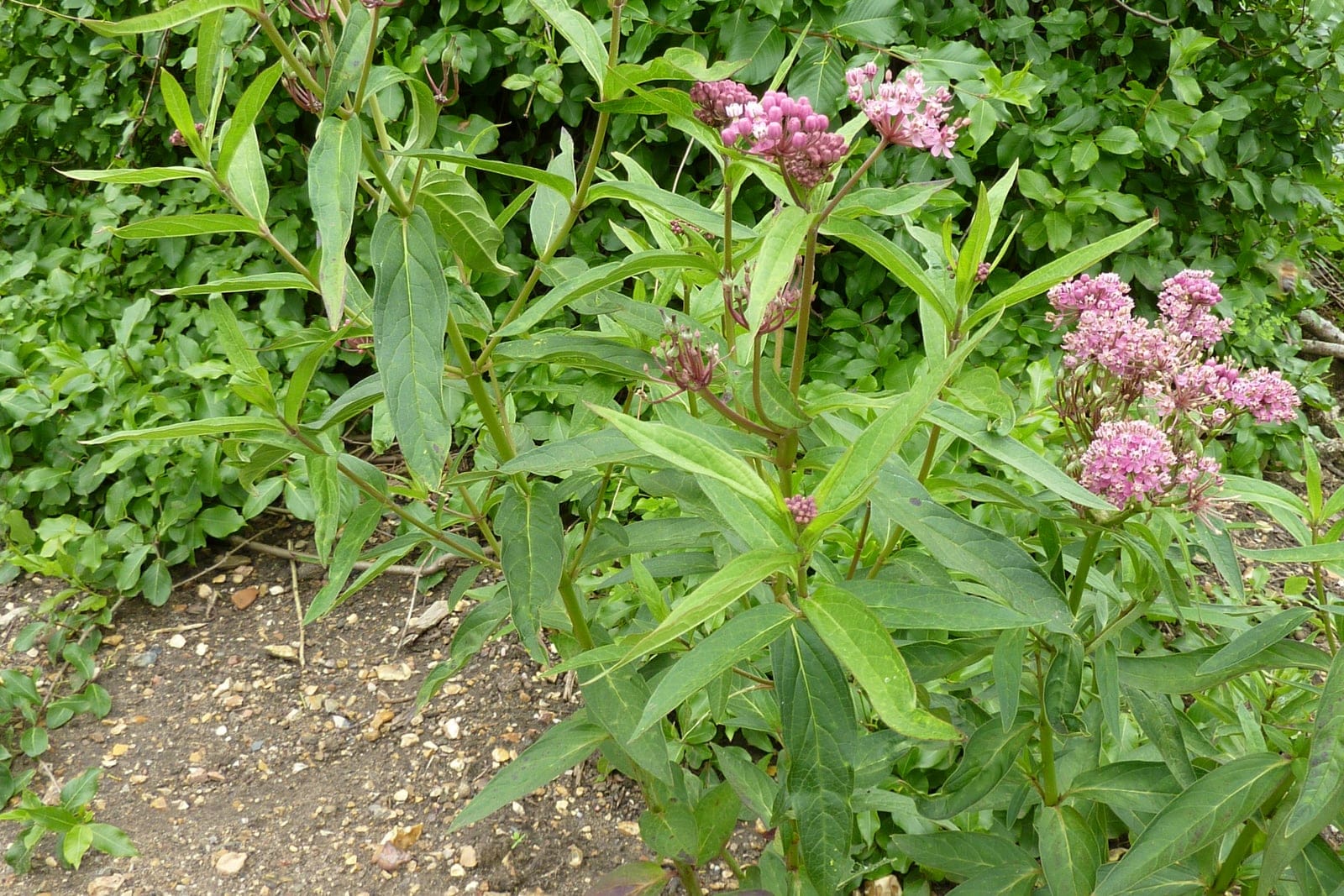 Swamp milkweed (Asclepias incarnata) mature clump, its several erect leafy stems each topped by a domed cluster of pink flowers.