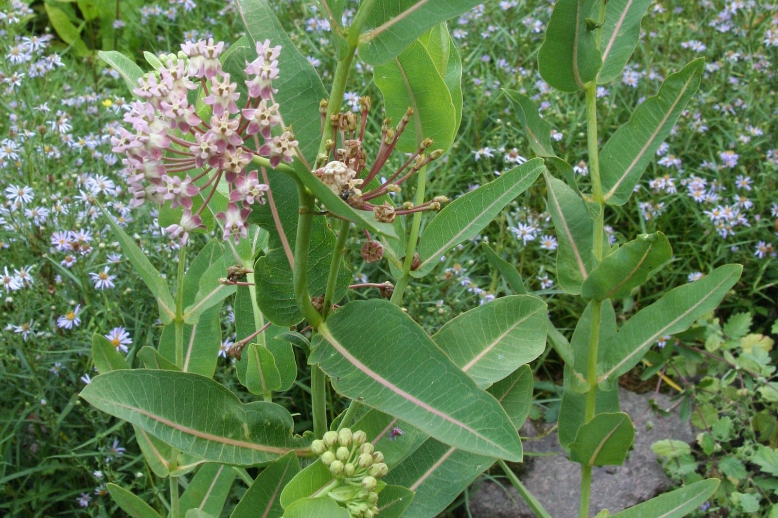 Common milkweed (Asclepias syriaca) mature clump in flower, showing its stout upright reddish stems, broad opposite leaves, and pink-mauve flower umbels with young green pods.