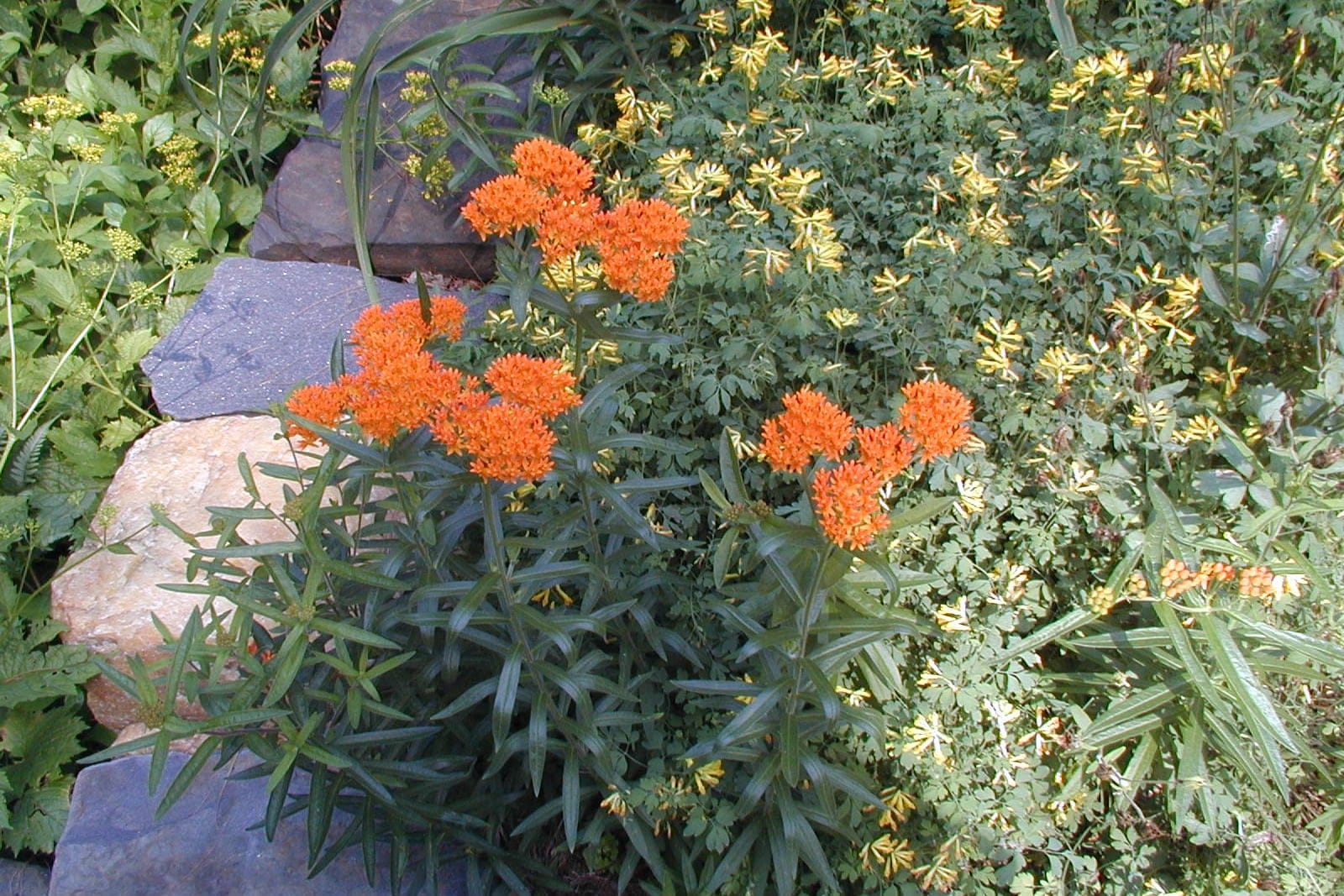 A mature butterfly weed (Asclepias tuberosa) clump in a garden bed, showing its bushy mounded habit with several flat-topped orange umbels above a dense whorl of narrow leaves.
