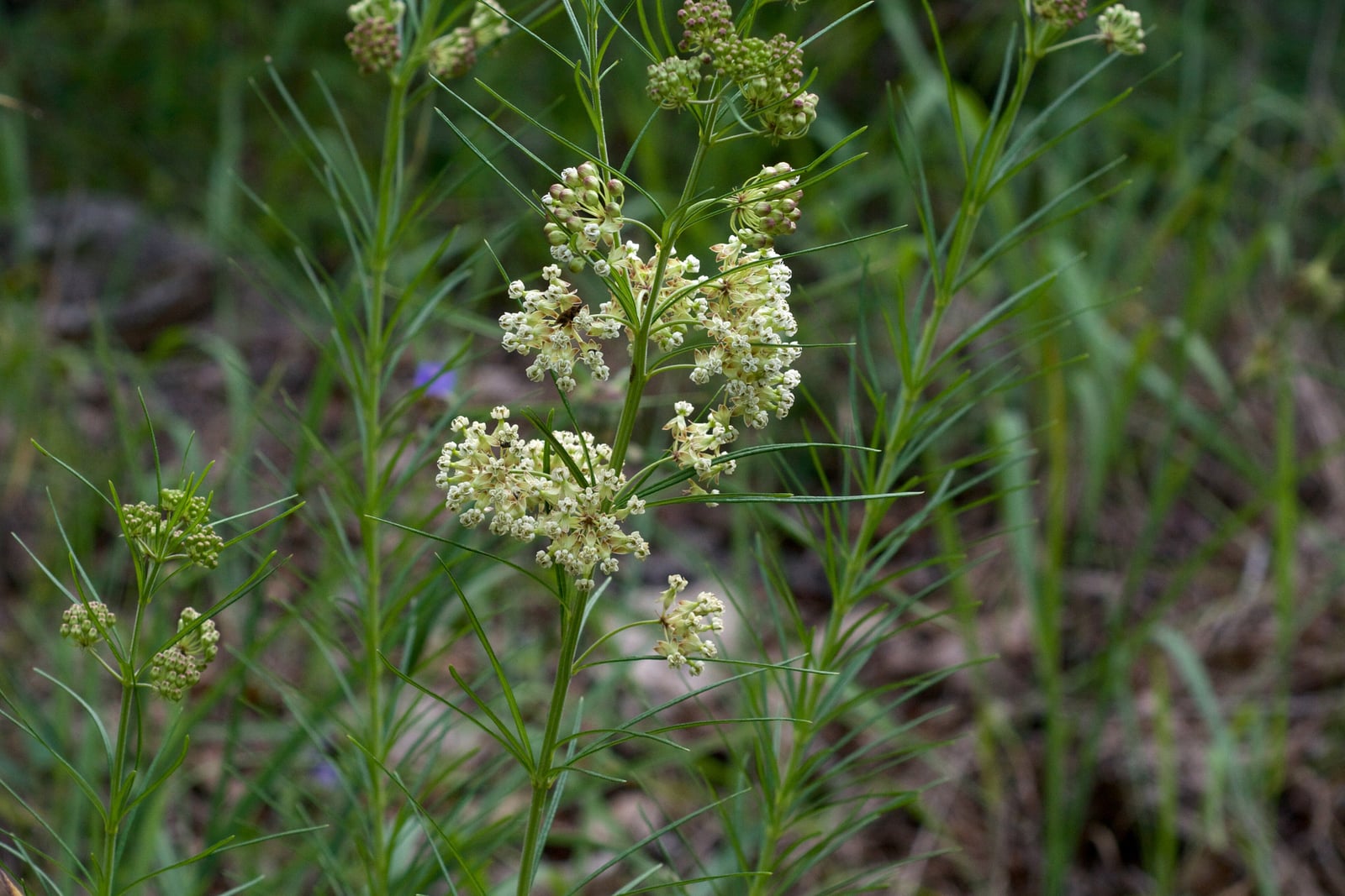 Algodoncillo verticilado (Asclepias verticillata) en flor, un tallo delgado revestido de hojas muy estrechas y aciculares dispuestas en verticilos, rematado por pequeñas umbelas de flores de color blanco verdoso.