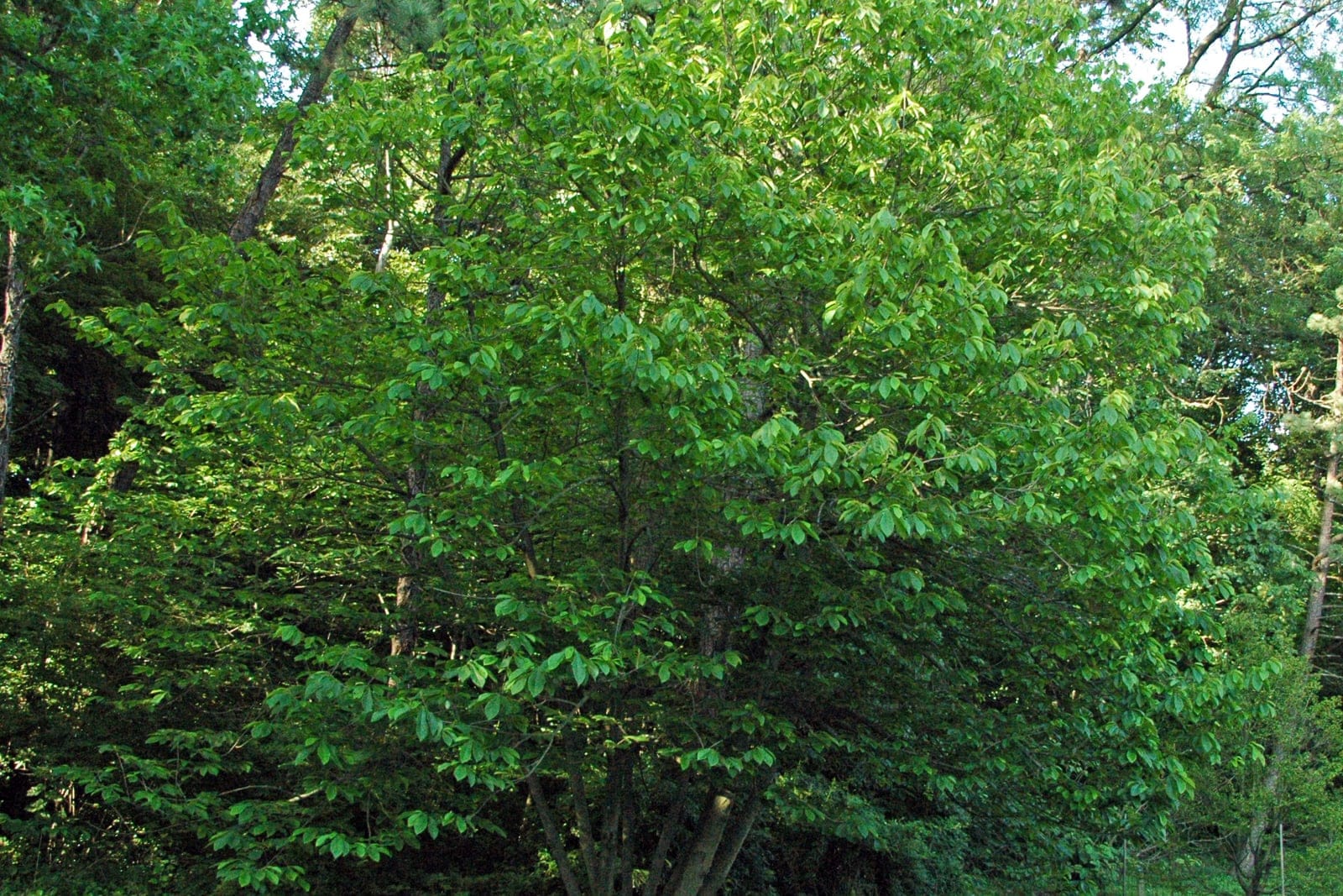 Pawpaw (Asimina triloba) - a mature multi-stemmed understory tree in full summer leaf, showing its broad, rounded, suckering crown of large drooping leaves.
