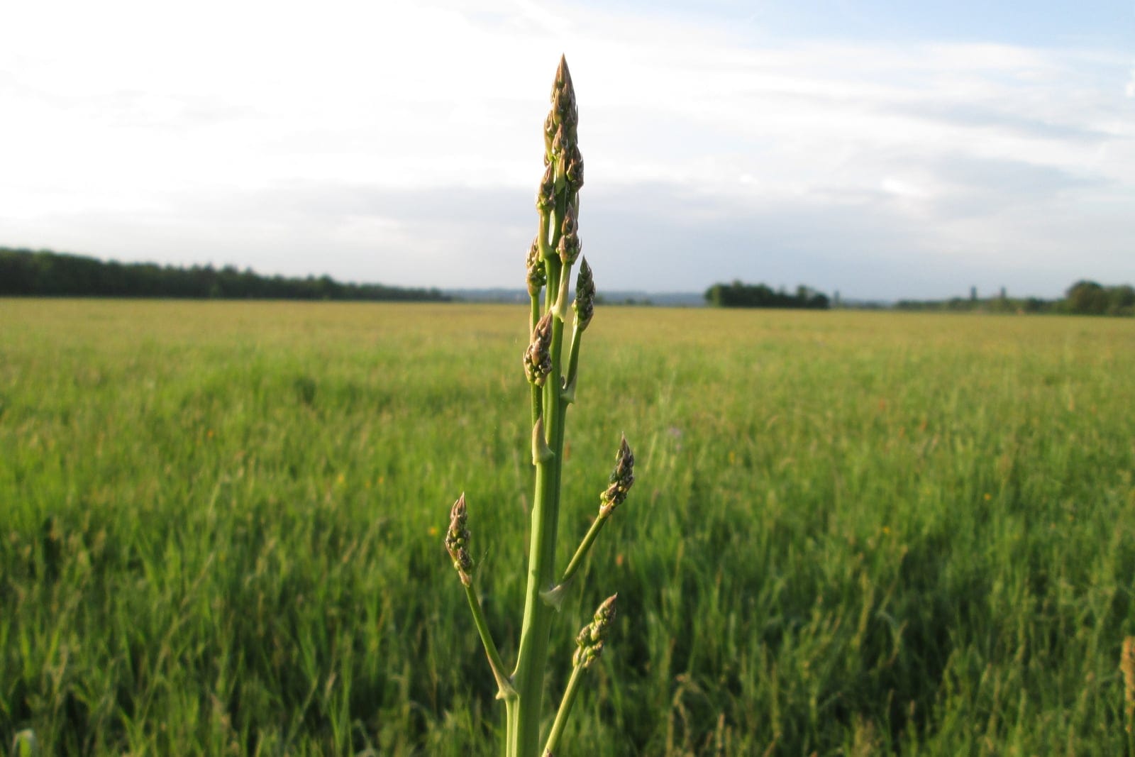 Asparagus (Asparagus officinalis) spear elongating in a field, its scale-bracted tip beginning to branch as it bolts toward fern.