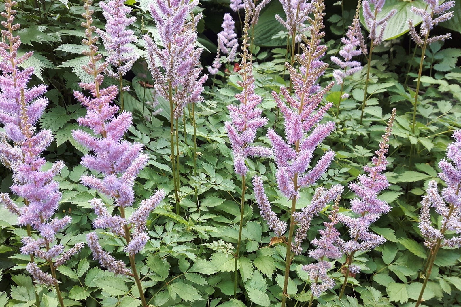 Astilbe chinensis em floração no Jardim Botânico de Montreal, mostrando penachos plumosos eretos rosa-malva acima de folhagem composta semelhante à de uma samambaia