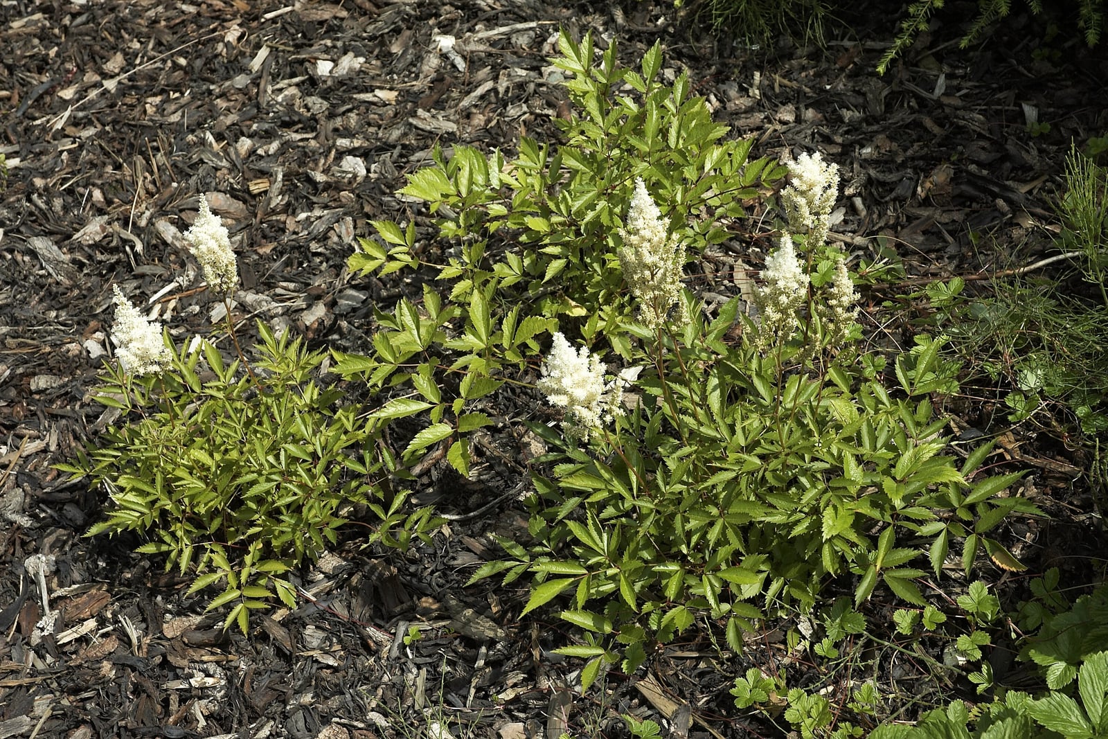 Deux touffes d'astilbe du Japon 'Deutschland' qui poussent dans un paillis d'écorce sombre : des buttes fournies de feuilles divisées, d'un vert frais et nettement dentées, avec plusieurs panaches dressés et plumeux de fleurs blanc crème juste au-dessus.