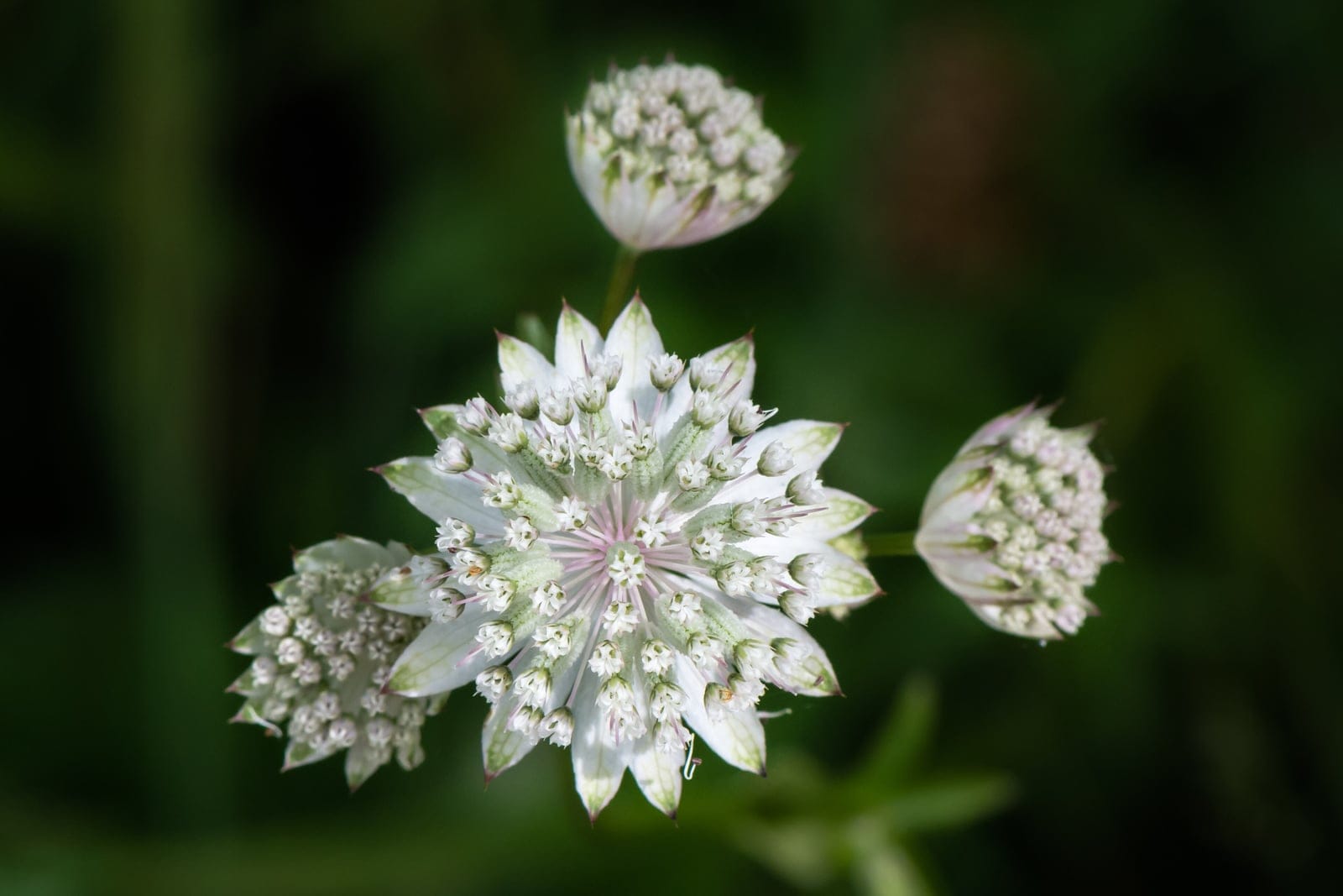 Close-up macro photograph of an Astrantia major flower head showing the star-shaped papery bracts surrounding the central dome of tiny florets, in pale pink and white tones