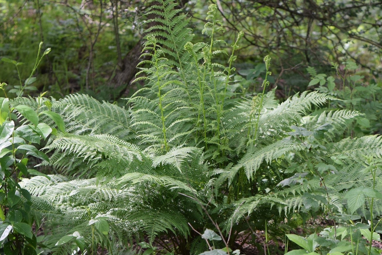 Lady fern (Athyrium filix-femina) showing graceful upright clump of finely-divided lacy green fronds.