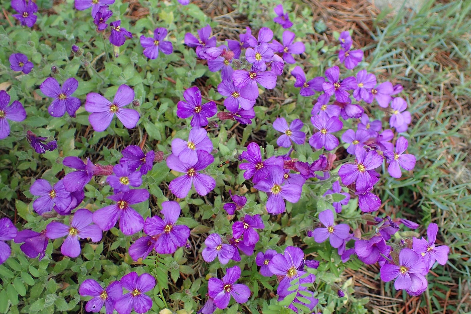 Low mat of Aubrieta deltoidea in full bloom, covered in dense violet-pink four-petalled flowers over grey-green foliage