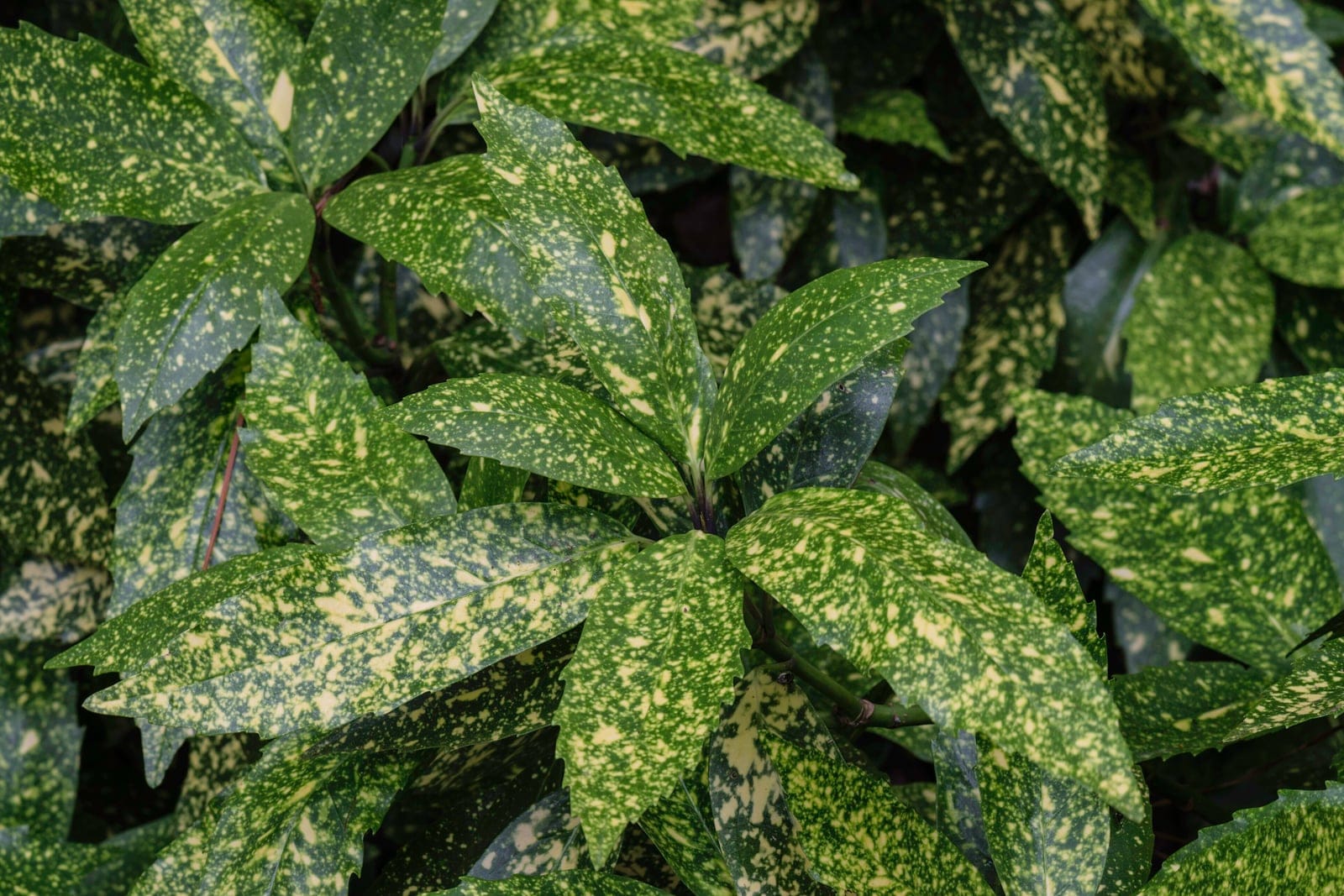 Aucuba japonica 'Gold Dust' shrub showing dense habit and gold-speckled evergreen foliage at Norfolk Botanical Garden, Virginia