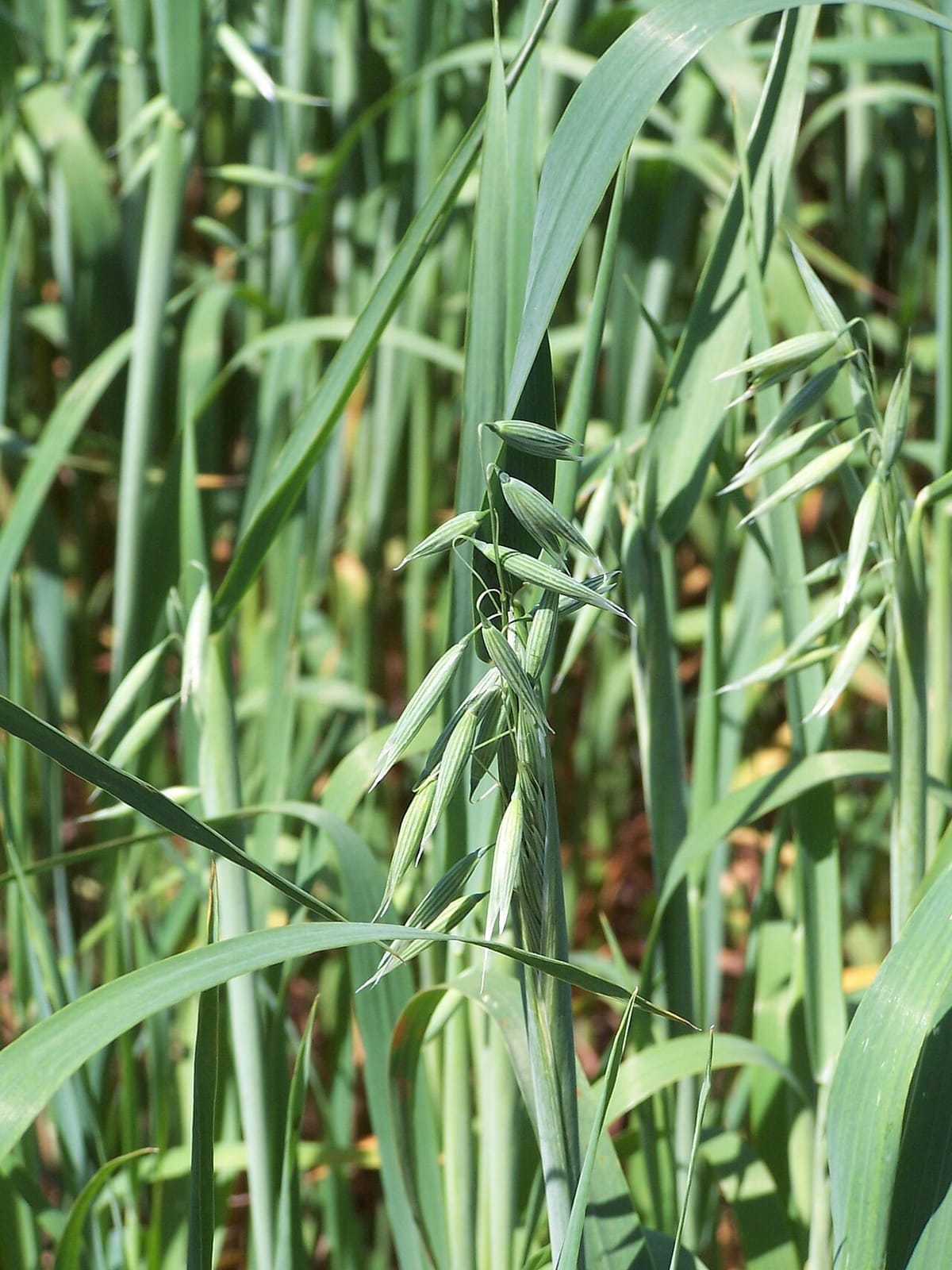 Common oat (Avena sativa) - nodding oat spikelets in an open panicle, slender drooping pedicels, flat blue-green grass blades, erect cereal-grass habit.