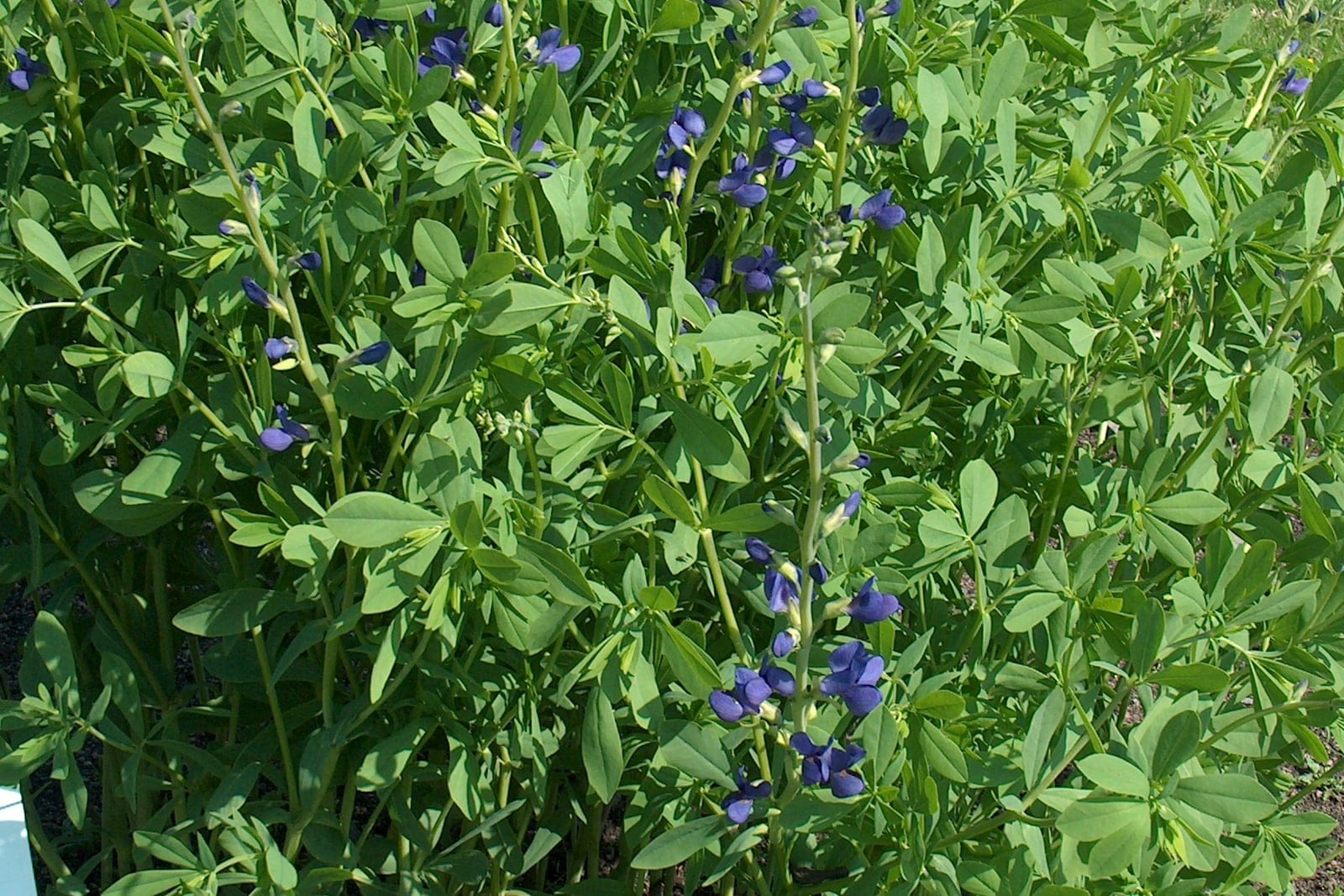 Blue false indigo (Baptisia australis) mature clump in a garden bed, showing the upright bushy mound of blue-green trifoliate foliage topped with violet-blue flower spikes.