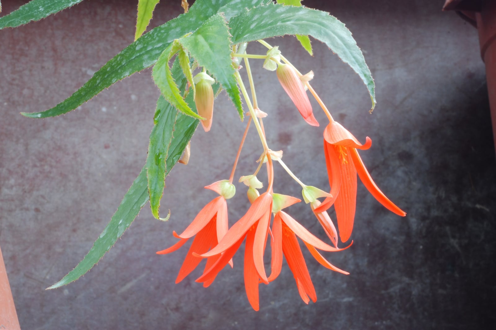 Begônia-boliviana (Begonia boliviensis): um cacho pendente de flores laranja-escarlate com pétalas longas e pontudas, botões laranja-rosados em pedicelos verde-claros e, acima deles, folhas verdes estreitas, denteadas e com bordas eriçadas de pelos, sobre um fundo cinza-escuro.