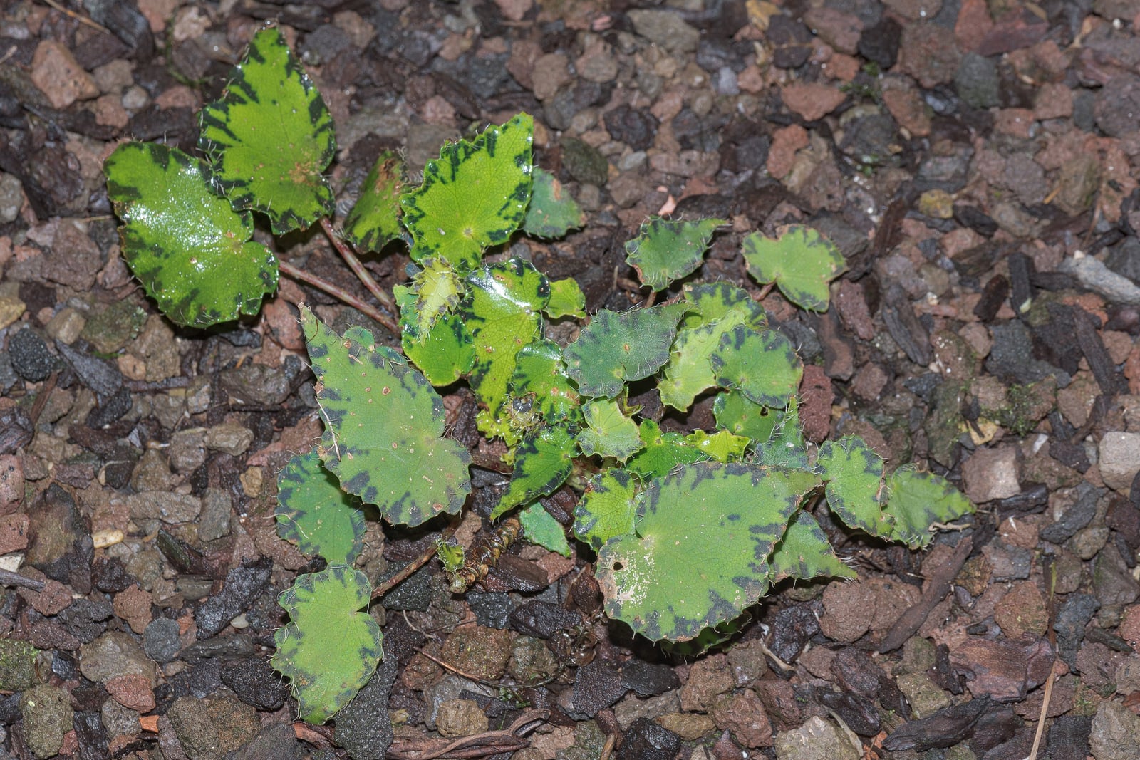 Uma begônia-de-cílios jovem (Begonia bowerae) vista de cima sobre cascalho escuro e cobertura de casca: um grupo solto de folhas arredondadas e assimétricas, verde-limão vivo, com manchas irregulares quase pretas nas bordas e finas cerdas brancas nas margens, sobre pecíolos finos e avermelhados, e algumas folhas salpicadas de pequenas manchas cor de ferrugem.