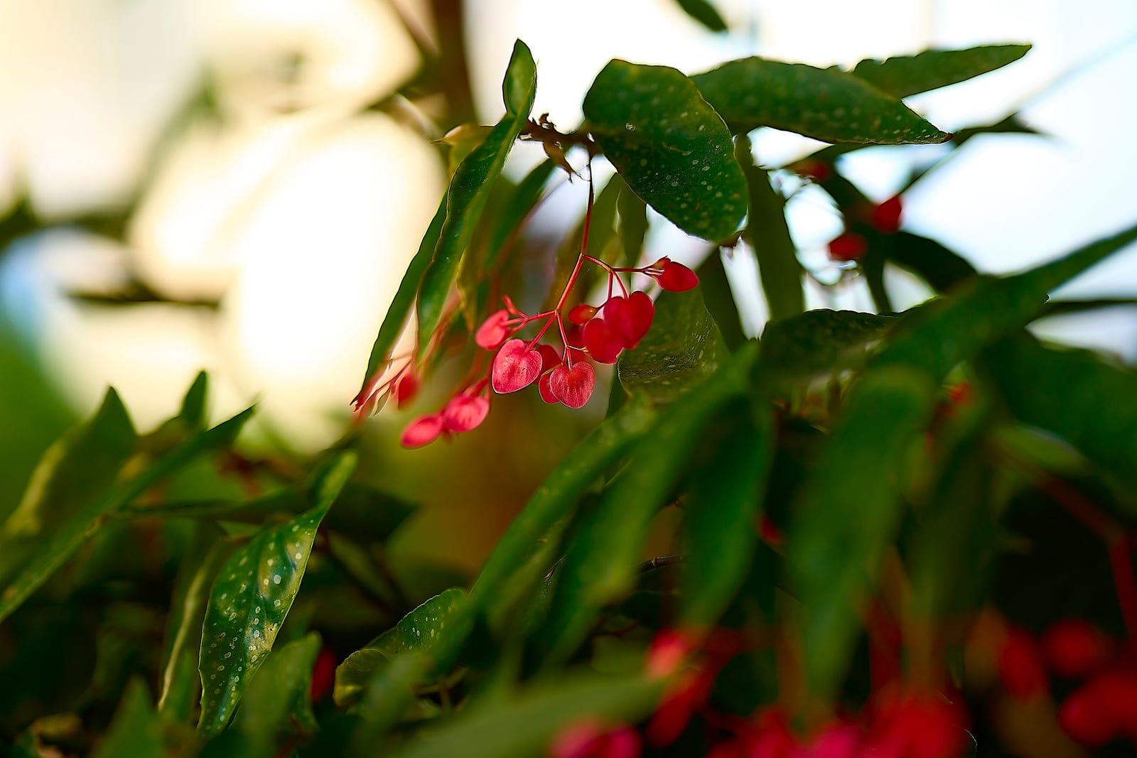 An angel wing begonia (Begonia coccinea) in Athens: a small, dangling cluster of scarlet-red, heart-shaped winged flowers on red stalks hangs among long, glossy, dark green, wing-shaped leaves faintly dotted with white, with more red flower clusters blurred in the foreground against a pale, out-of-focus background.