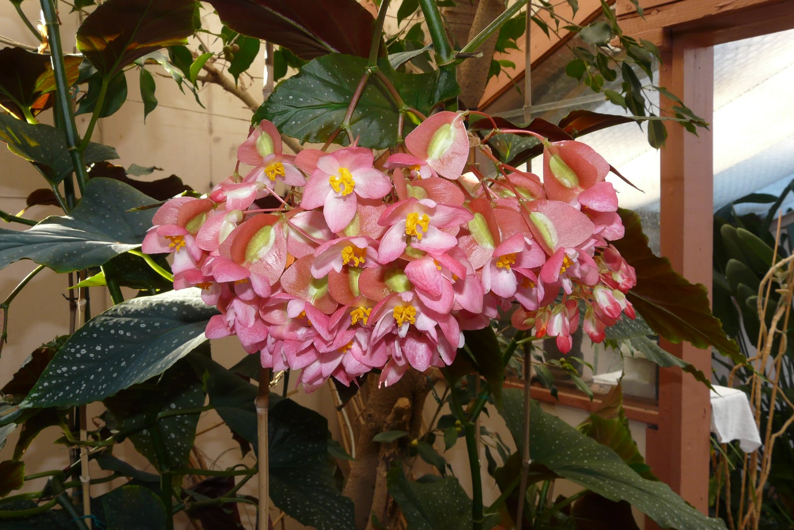 Uma begônia-maculata (Begonia maculata) florida em uma estufa: um grande cacho pendente de flores cor-de-rosa com centro amarelo, misturadas com ovários alados cor-de-rosa de centro verde, pende diante de folhas verde-escuras em forma de asa pontilhadas de prateado, sobre canas verdes altas com nós como os do bambu, com uma estrutura de madeira e uma janela da estufa à direita.
