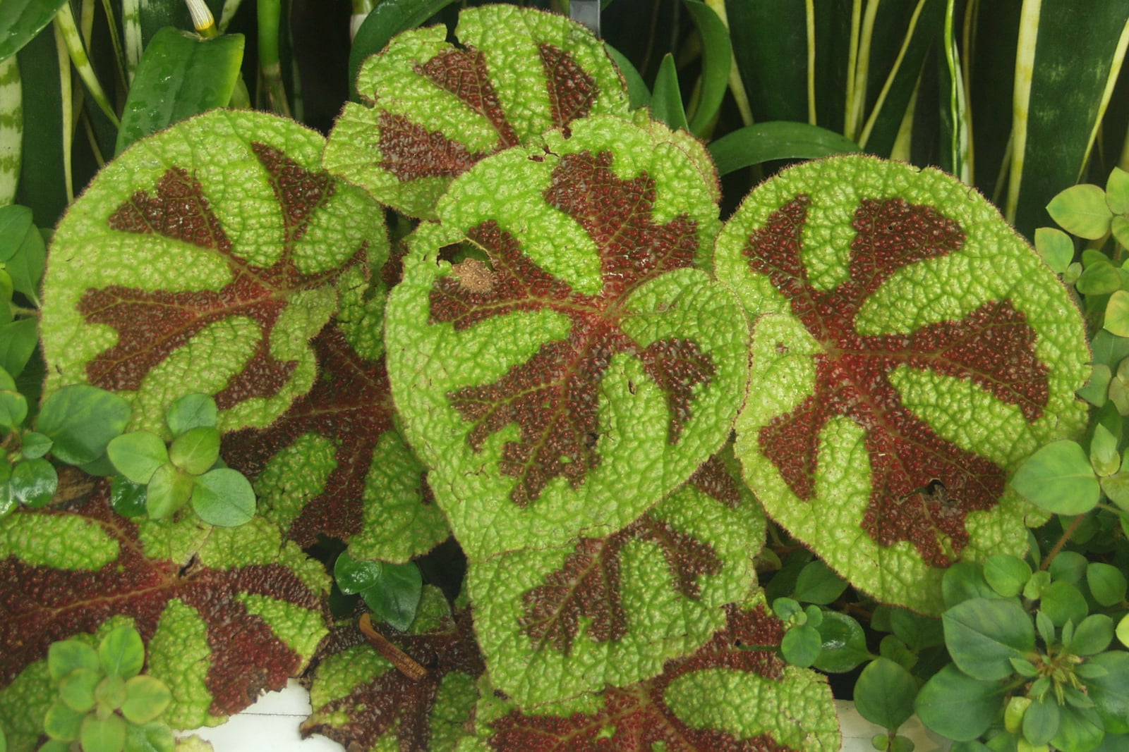 Una mata de begonia cruz de hierro (Begonia masoniana) vista desde arriba: hojas grandes, redondeadas y acorazonadas, de superficie muy abollonada y granulosa, de un verde lima intenso, cada una marcada desde el centro con una ancha cruz de un marrón rojizo oscuro que se extiende por los nervios principales, con los bordes orlados de finos pelos rojos, hojas altas, rayadas y en forma de espada detrás y plantas pequeñas de hojas redondas alrededor.