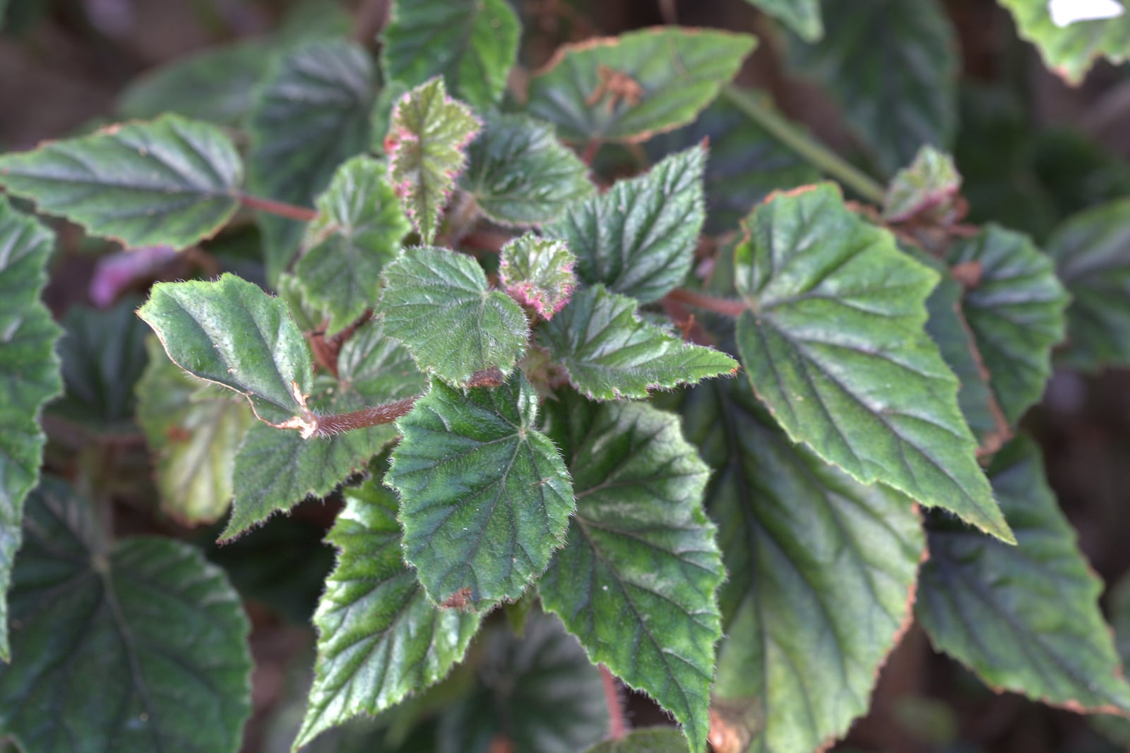 Folhagem de uma begônia-metálica (Begonia metallica): folhas pontudas e lobadas, verde-oliva escuras, com brilho metálico prateado sobre nervuras afundadas, finos pelos brancos na superfície e bordas denteadas contornadas de marrom-avermelhado, sobre pecíolos avermelhados e pilosos, com pequenas folhas jovens de borda rosa-avermelhada no centro.