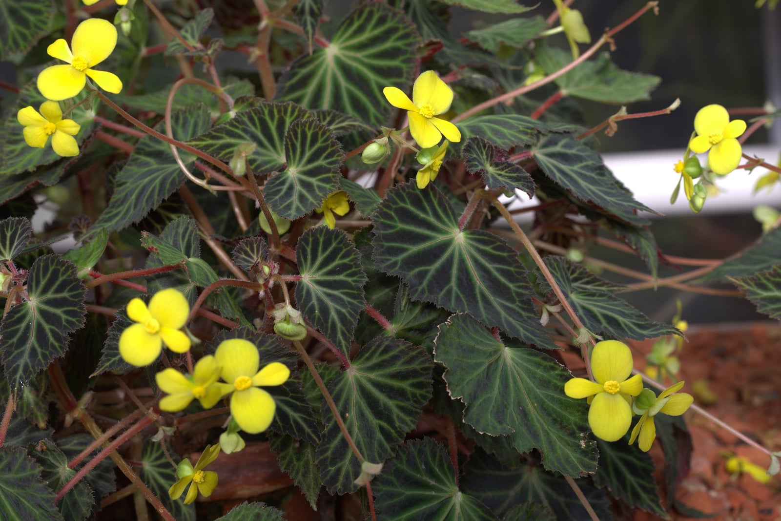 Begônia-de-Pearce (Begonia pearcei): uma touceira densa de folhas verde-escuras e aveludadas, com nervuras verde-amareladas claras e bordas finamente denteadas, sobre caules finos avermelhados, salpicada de flores amarelo-vivas de quatro pétalas e de botões verdes.