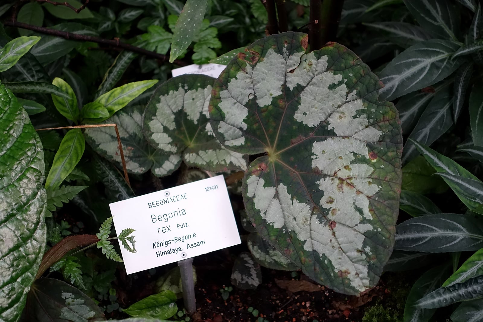 Uma folha de begônia-rex (Begonia rex) em um canteiro de jardim botânico: uma folha grande, arredondada e assimétrica de base em forma de coração, verde-escura salpicada de largas manchas branco-prateadas entre nervuras que irradiam do pecíolo, com a borda verde-avermelhada e algumas pequenas manchas marrons, uma segunda folha com o mesmo desenho atrás e uma etiqueta branca do jardim onde se lê Begonia rex, Königs-Begonie, Himalaya: Assam.