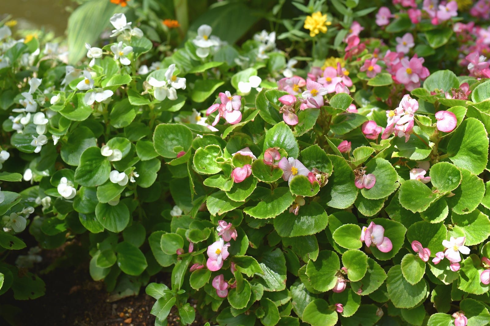 Masa de macizo de begonia de cera (Begonia Semperflorens Group) que muestra hojas verdes, redondeadas y cerosas formando montículos y grupos de flores simples blancas y rosadas con el centro amarillo.