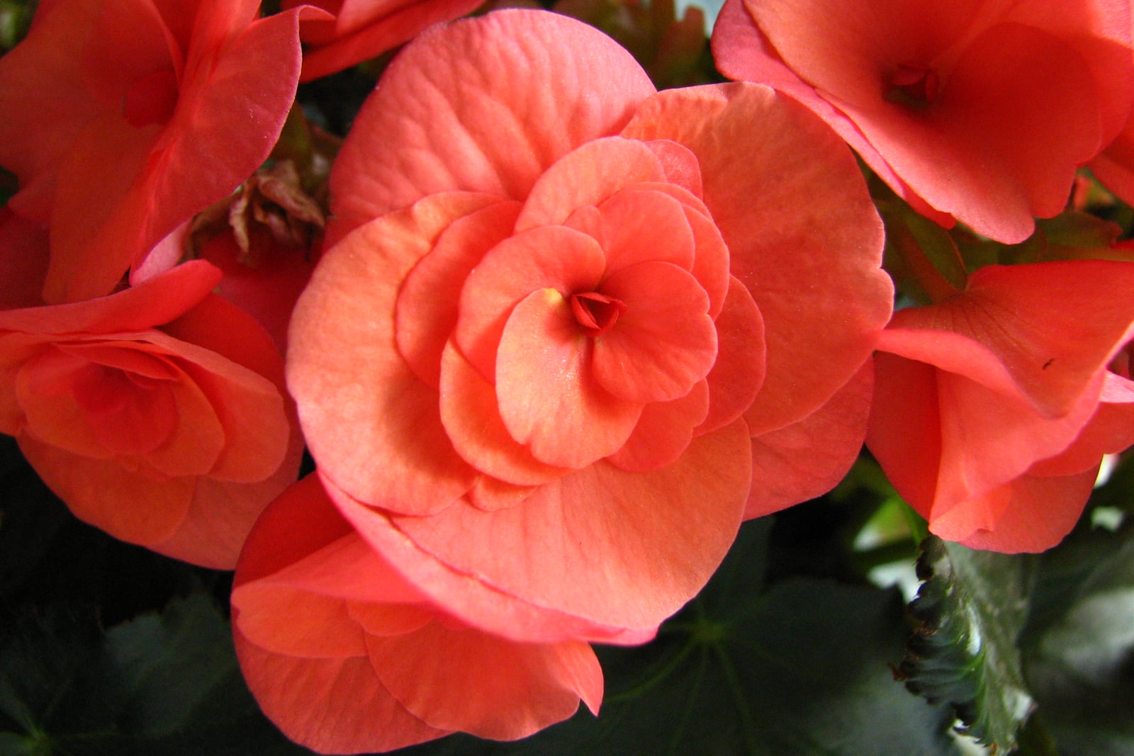 Vista cercana de una begonia Rieger (Begonia × hiemalis) en flor: una flor doble totalmente abierta, parecida a una rosa, de color salmón coral, ocupa el centro, con sus pétalos redondeados dispuestos en capas alrededor de un pequeño corazón rojo, rodeada de más flores dobles de color coral, con hojas de color verde oscuro, brillantes y dentadas en la parte inferior y una flor marchita y marrón arriba a la izquierda.