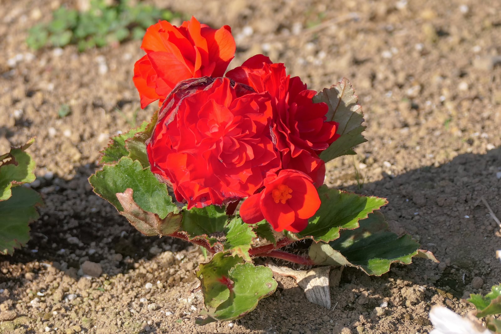 Un jeune bégonia tubéreux (Begonia × tuberhybrida) planté dans une terre nue et ensoleillée : trois grandes fleurs doubles, ondulées et semblables à des roses, d'un écarlate vif, se pressent au sommet de la plante, dont une aux bords de pétales sombres, desséchés et brunissants, à côté d'une fleur simple écarlate plus petite au cœur d'étamines jaunes, au-dessus d'une rosette basse de feuilles vertes asymétriques et dentées, bordées de rouge, sur des pétioles rouges et velus.