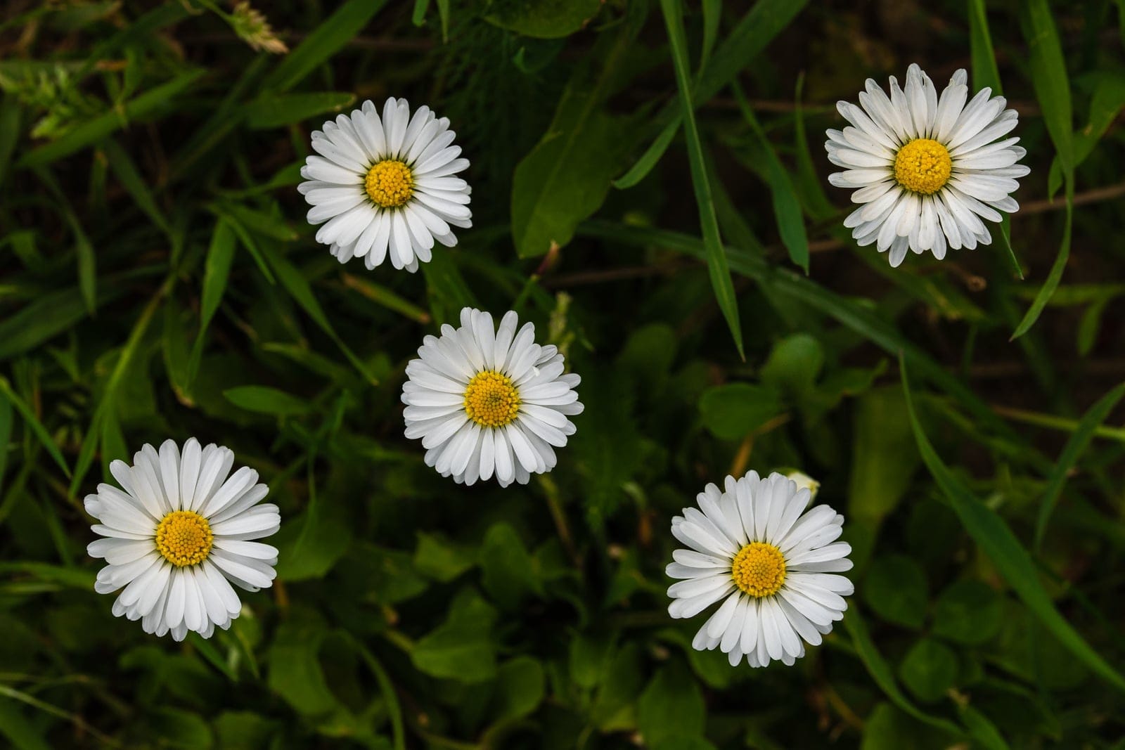 English daisy (Bellis perennis) - white ray florets surrounding a bright yellow central disc (the classic 'day's eye' daisy capitulum), with faint pink tipping on some ray-floret backs, several whole plants flowering low in turf, showing the spreading lawn-daisy drift habit, short flower stems (scapes) holding the heads just above the grass, consistent with the low rosette-forming perennial form.
