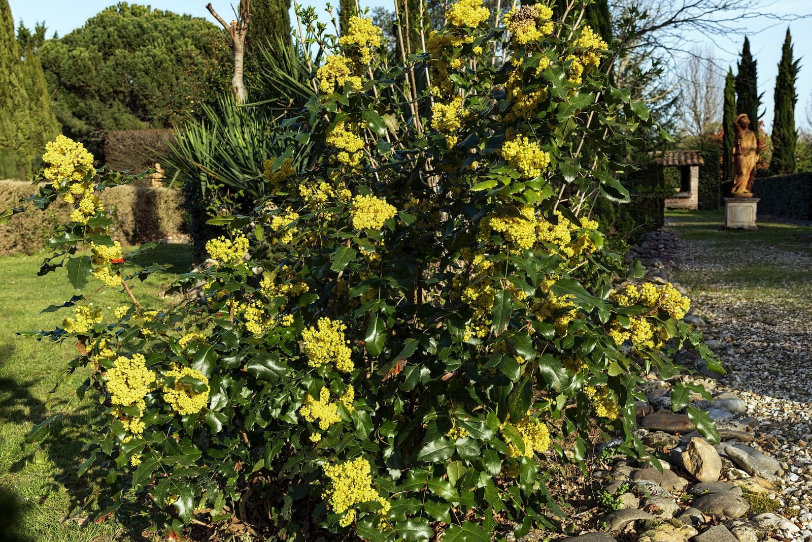 Oregon grape (Berberis aquifolium) showing characteristic spiny holly-like compound foliage and yellow flowers.