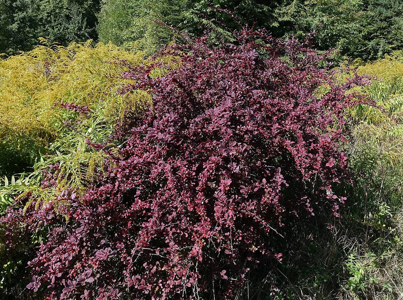 Agracejo japonés (Berberis thunbergii) - arbusto denso, redondeado y amontonado, follaje rojo púrpura (forma común de jardín), pequeñas bayas rojas, ramas finas, ramificadas y espinosas.