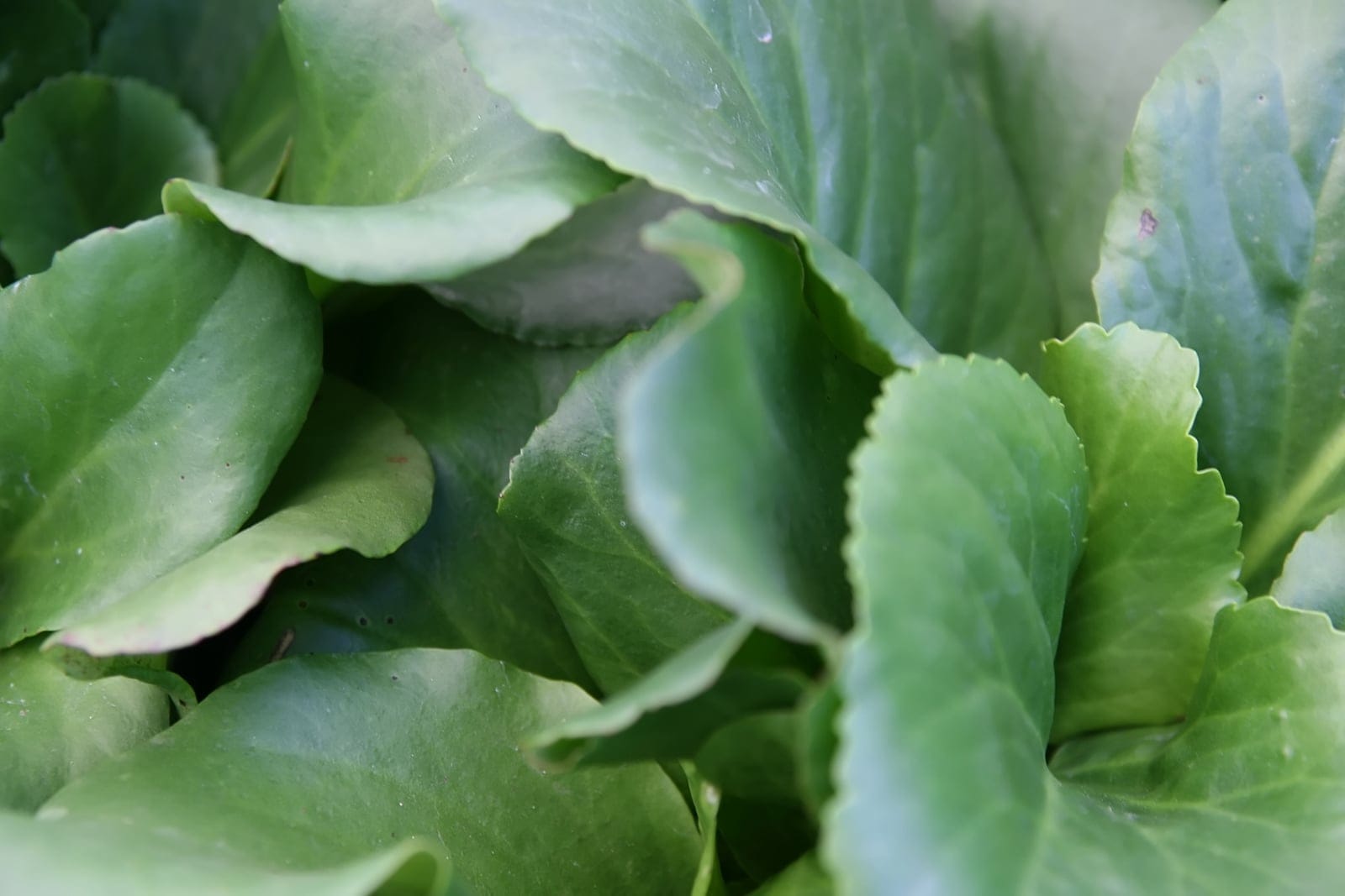 Bergenia cordifolia clump showing large, heart-shaped, leathery dark-green leaves with red-flushed margins at Merrifield Garden Center, Virginia
