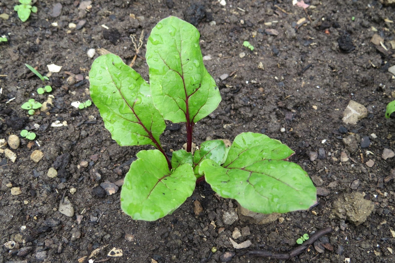 Betterave (Beta vulgaris) montrant de grandes feuilles vert foncé à pétioles rouges au-dessus de la racine en formation.