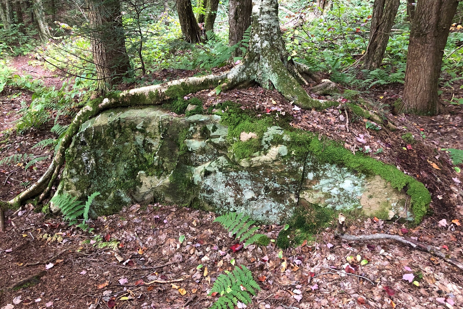 Abedul amarillo (Betula alleghaniensis) en un bosque caducifolio: su tronco, de corteza gris amarillenta que se desprende en finas tiras rizadas, se alza sobre gruesas raíces que cabalgan un gran peñasco cubierto de musgo, con helechos y hojas caídas en el suelo del bosque.