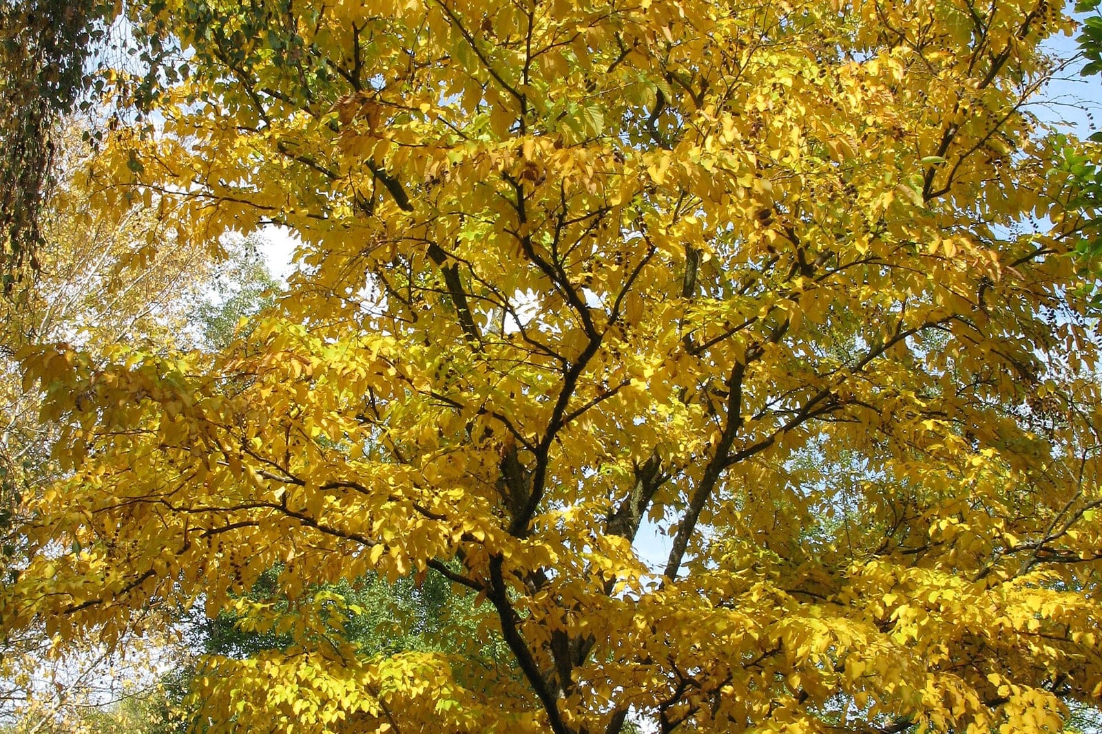 Abedul dulce (Betula lenta) - un árbol maduro en pleno color otoñal amarillo dorado, mostrando su copa amplia y redondeada en cúpula y su ramificación ascendente.