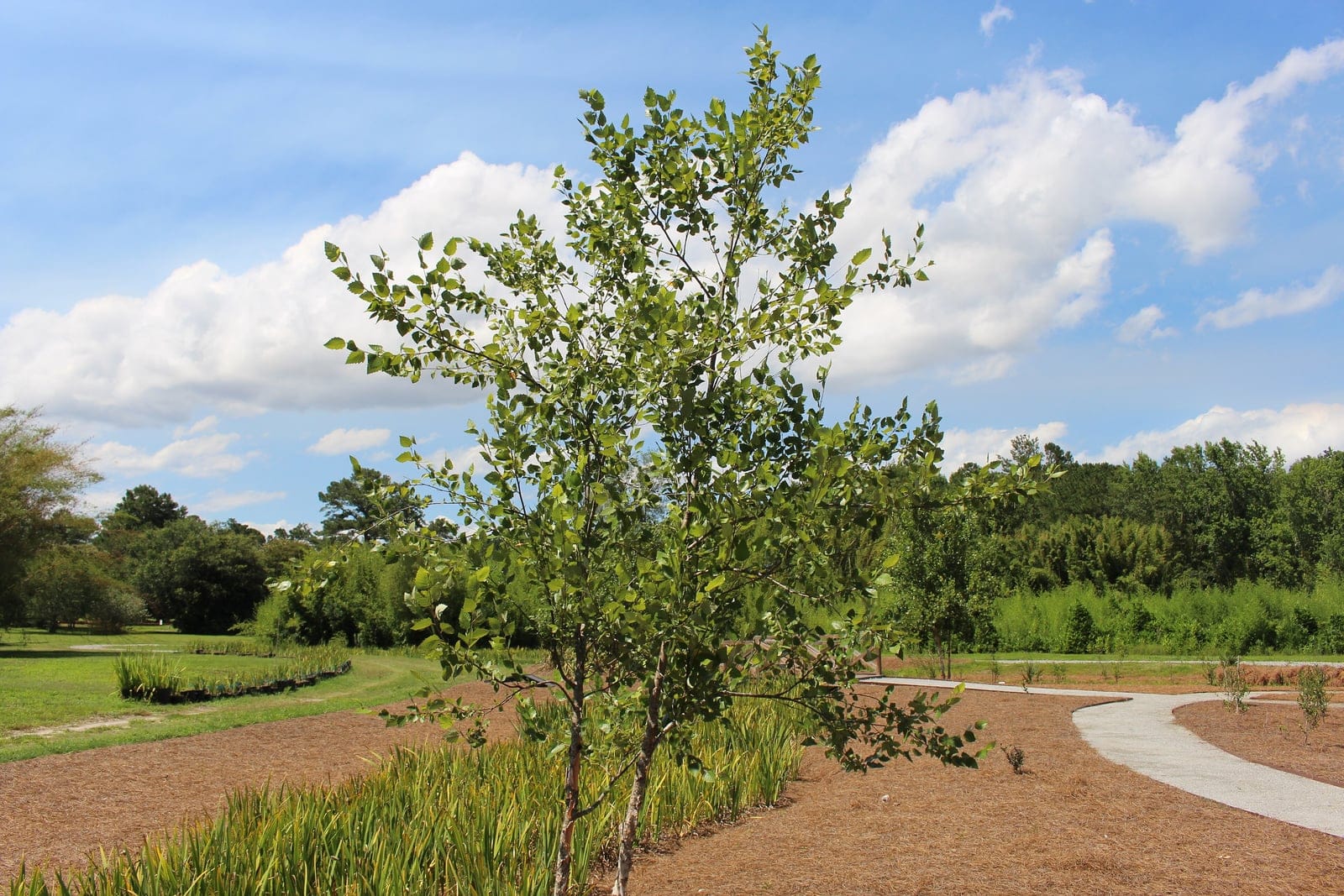 Abedul negro (Betula nigra) que muestra su característica corteza exfoliante de color rosa salmón.