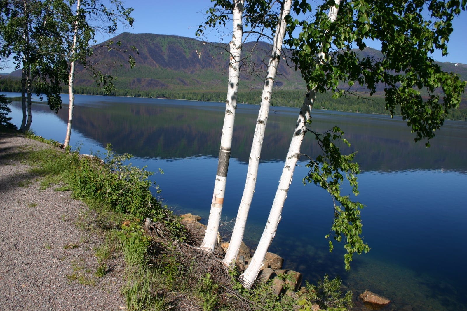 Paper birch (Betula papyrifera) - a multi-stemmed tree in green season showing the species' chalk-white peeling bark on slender clustered trunks beside a lake.
