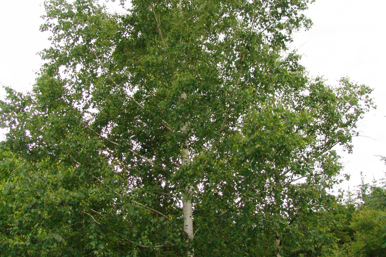 Abedul plateado (Betula pendula) - un árbol maduro en plena hoja durante la temporada verde, que muestra su tronco blanco y esbelto, su copa ligera y aireada y sus extremos de rama ligeramente colgantes.
