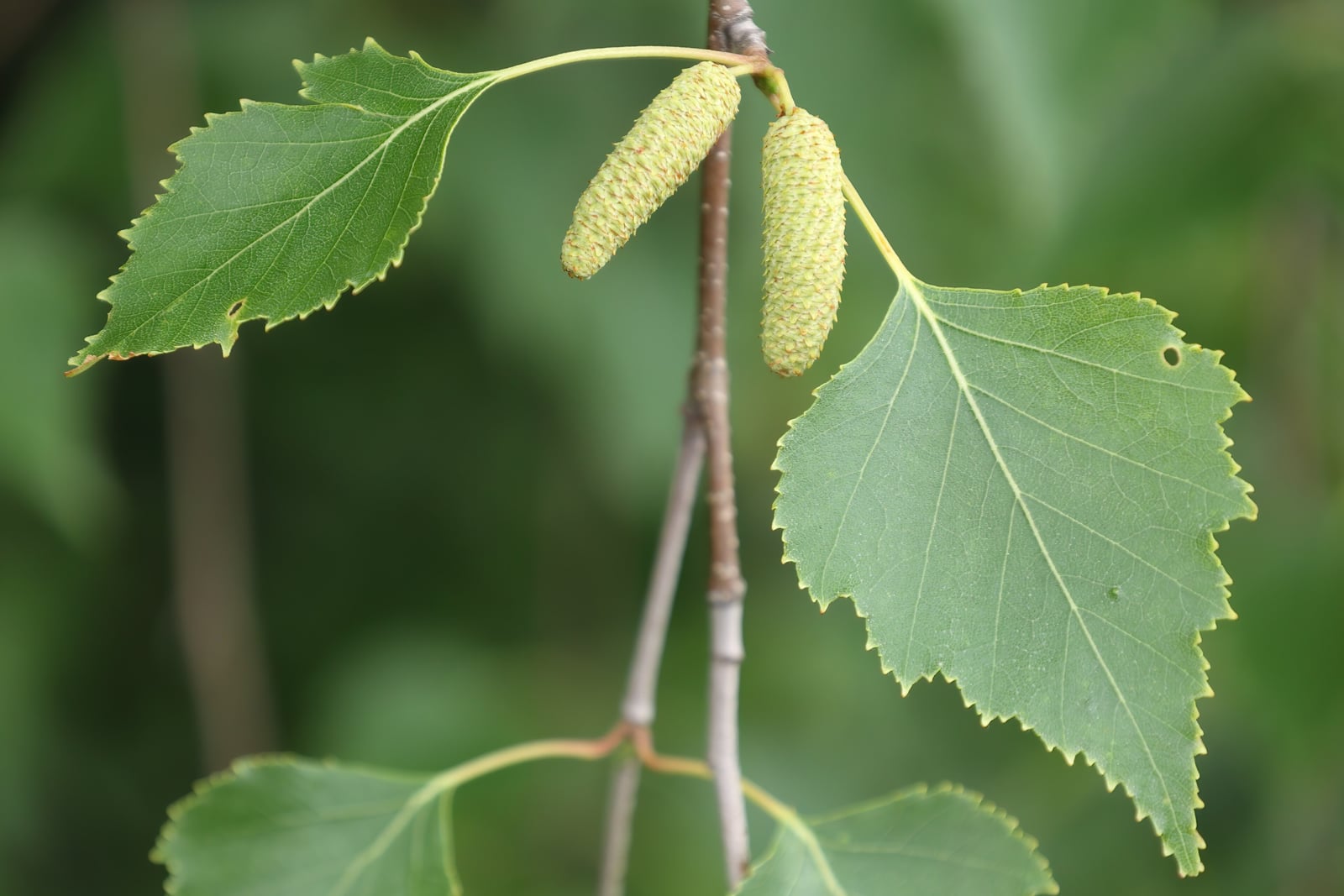 Gray birch (Betula populifolia) twig in summer with two glossy triangular leaves drawn out to long tapering tips and doubly toothed edges, and two pale green cylindrical catkins hanging from the slender stem.