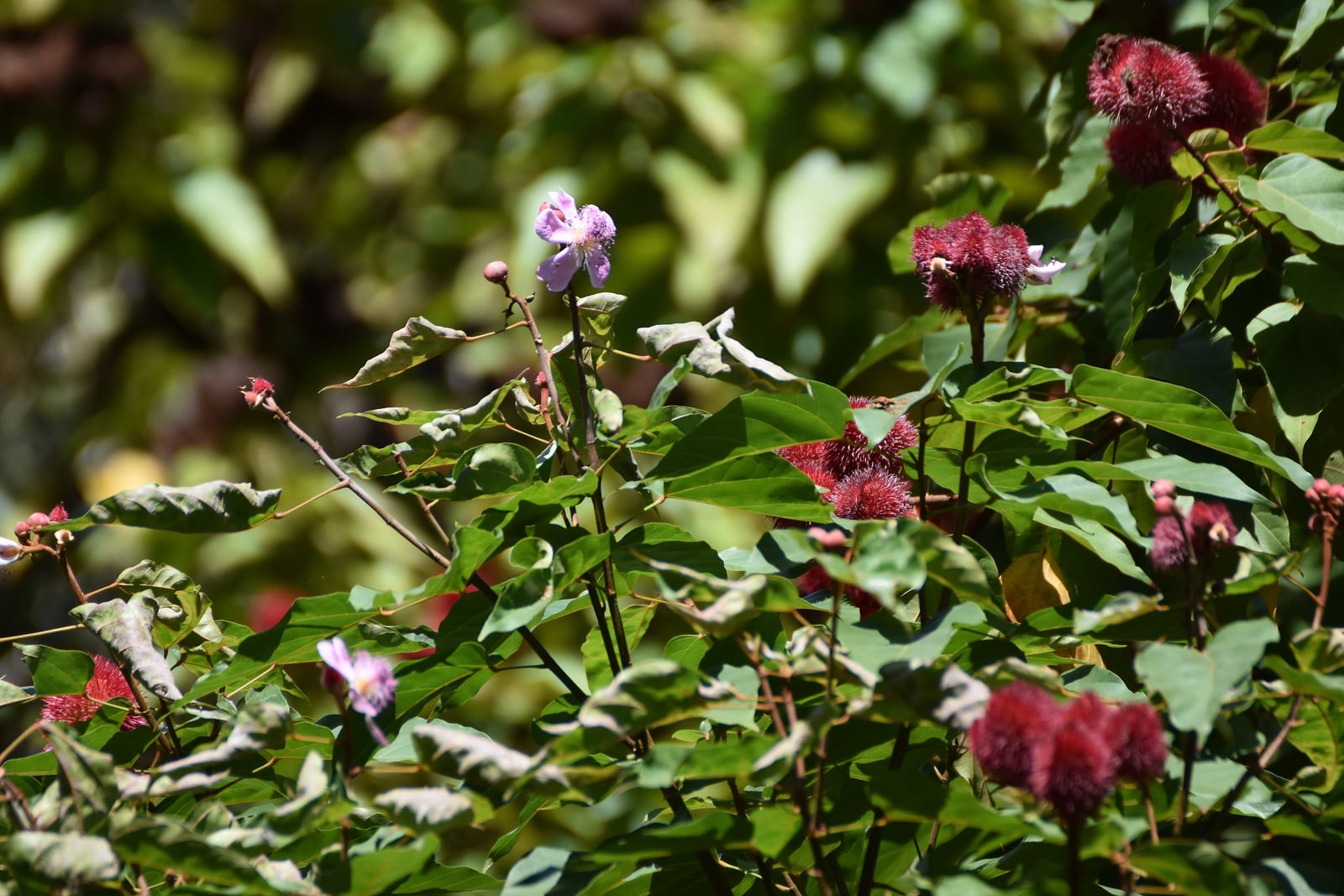 Achiote (Bixa orellana): pale pink flowers and clusters of red, bristly seed capsules among broad green leaves of a lipstick tree on a spice farm on Zanzibar.