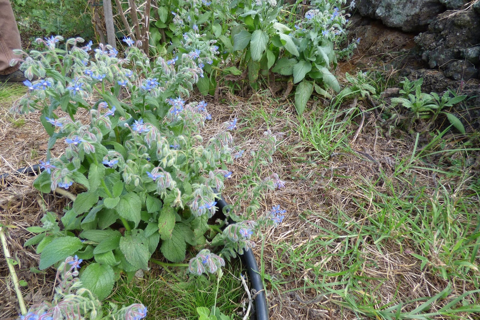 Borage (Borago officinalis) - a sprawling clump in flower in an herb garden, its loose branching habit with grey-green bristly foliage and nodding sprays of blue star-shaped flowers.