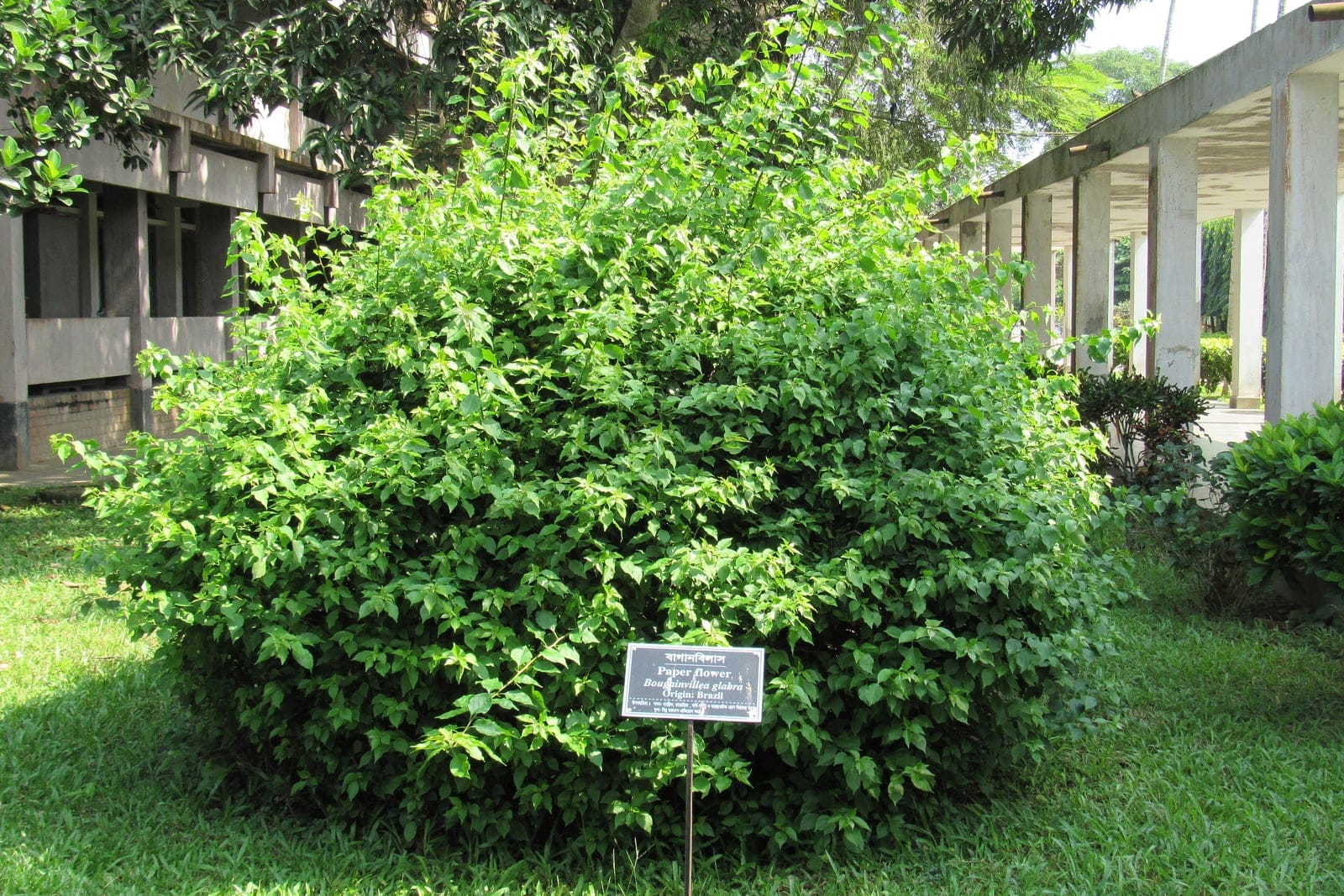 Paper flower (Bougainvillea glabra) - a mature plant trained as a dense rounded shrub, showing the whole-plant habit with its dense, thorny, evergreen green-leaved canopy.