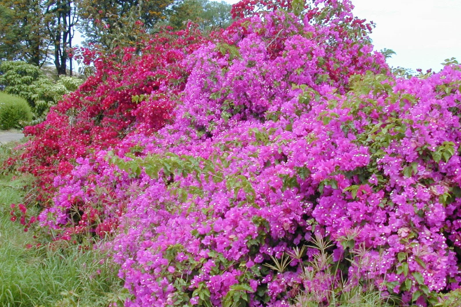 Bougainvillea (Bougainvillea spectabilis) - a large mature plant in full bloom mounding over a hillside, its sprawling woody-shrub habit smothered in magenta and red papery bracts.