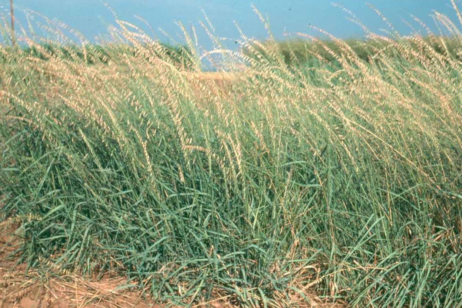 Navajita banderita (Bouteloua curtipendula) - un rodal denso en plena temporada de crecimiento que muestra su porte de gramínea cespitosa amacollada, láminas foliares delgadas de color verde azulado de las que cuelgan las hileras unilaterales de espigas de semilla parecidas a la avena, diagnósticas del género.