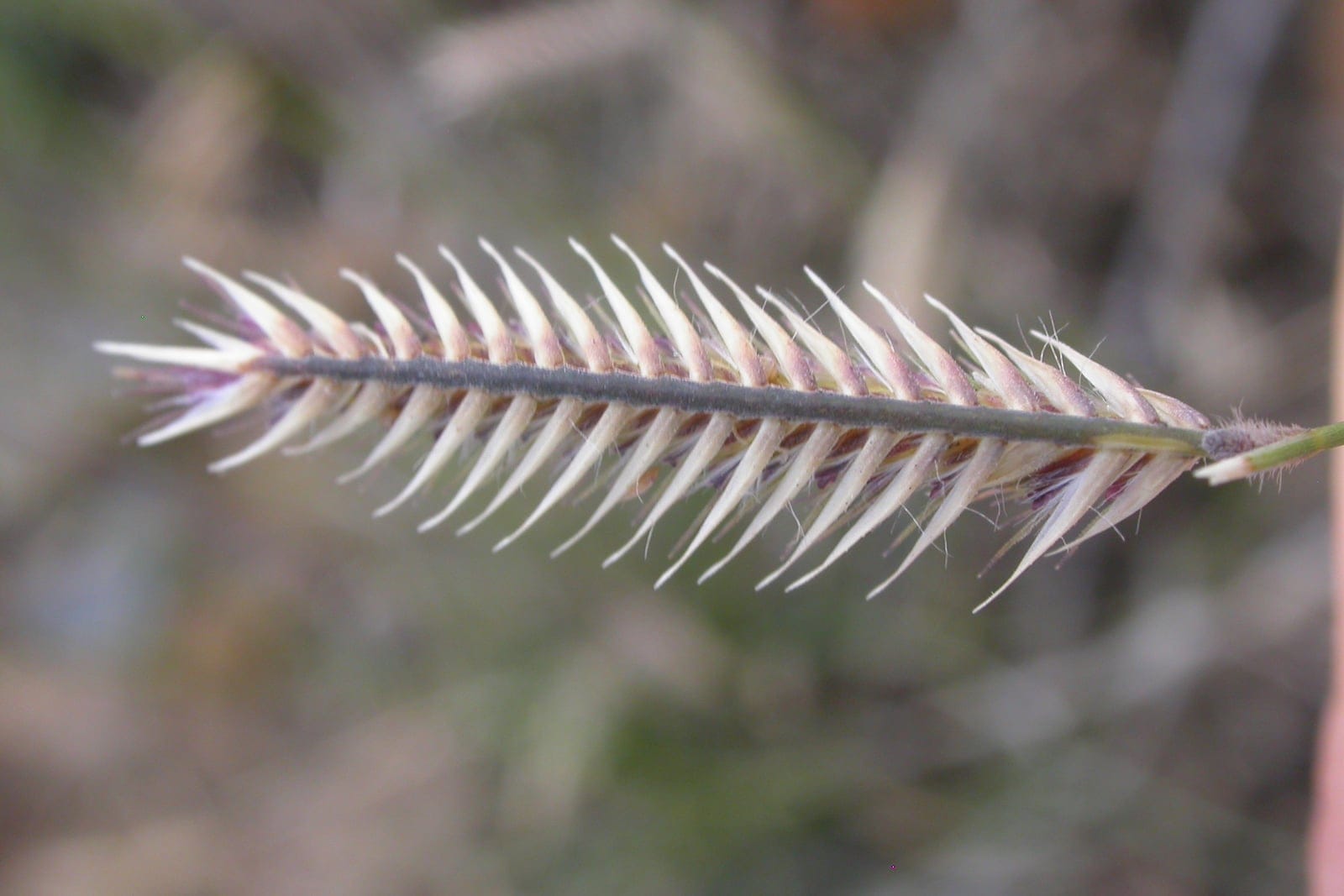 Blue grama (Bouteloua gracilis) inflorescence: a single arching spike with spikelets combed to one side, the diagnostic secund "mosquito larvae" seed head.