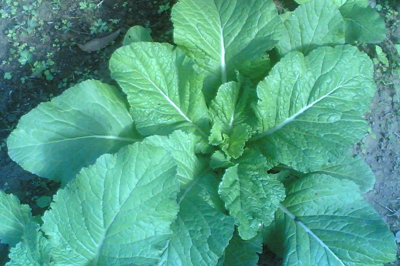 Mustard greens (Brassica juncea) showing a rosette of broad, crinkled bright-green leaves with pale midribs.