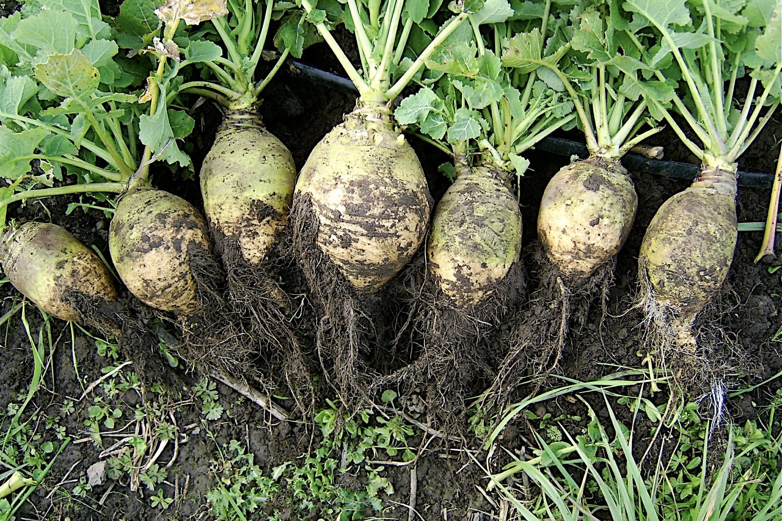 Rutabaga (Brassica napus Napobrassica Group): a row of freshly harvested swollen pale-yellow taproots with attached leafy tops and ringed leaf-scar crowns laid out on the ground.