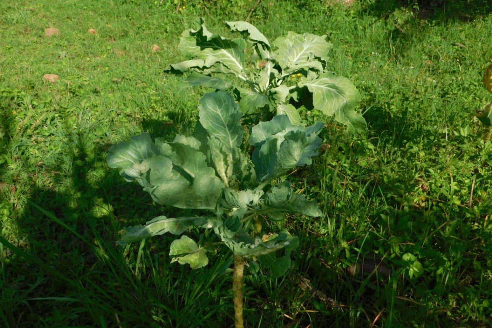 A growing collard plant (Brassica oleracea Acephala Group) showing a single thick upright stem topped with a loose rosette of broad, leathery, blue-green leaves.